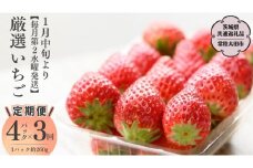 【2026年 先行予約】【定期コース】厳選いちご ４パック×3回【第2水曜発送】（茨城県共通返礼品／常陸太田市） 2026年1月発送開始 フルーツ 苺 イチゴ いちご 新鮮 朝採れ 茨城県 桧山FRUITFARM [DY008sa]