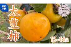 【 先行予約 2025年11月上旬以降発送 】太豊柿  12～14玉 (茨城県共通返礼品 石岡市) 果物 くだもの フルーツ 柿 かき [DC011sa]