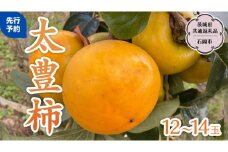 【 先行予約 2025年11月上旬以降発送 】太豊柿  12～14玉 (茨城県共通返礼品 石岡市) 果物 くだもの フルーツ 柿 かき [DC011sa]