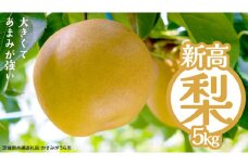 新高 約5kg（茨城県共通返礼品：かすみがうら市） 【2025年9月中旬発送開始】 梨 数量限定 なし ナシ フルーツ 果物 旬 産地直送 [FF005sa]