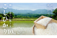 《 令和7年産 先行予約 》棚田で育った極上米 こしひかり 10kg ( 5kg × 2袋 ) 米 お米 白米 コメ ごはん 精米 コシヒカリ 国産 銘柄米 [SC062sa]