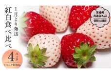 【 2026年 先行予約 】紅白 食べ比べセット いちご（ 4パック × 1箱 ) （茨城県共通返礼品／常陸太田市） 2026年1月上旬発送開始 フルーツ 苺 イチゴ いちご 新鮮 朝採れ 茨城県 桧山FRUITFARM [DY018sa]