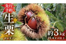 【先行予約】 ポロタン 生栗 2Lサイズ 以上 約3kg （2025年9月中旬発送開始） ぽろたん 茨城県産 産地直送 久保田果樹園 茨城 栗 くり 季節 秋 旬 直送 [DH017sa]