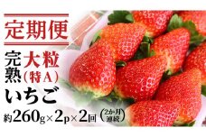 【2ヵ月 定期便】 完熟 いちご 定期便！ 2パック × 2回	合計 4パック （1P約260g） 定期便 国産 いちご イチゴ 苺 果物 かおり野 とちおとめ やよいひめ フルーツ 茨城県産 KEK [BC073sa]