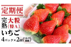 【2ヵ月 定期便】 完熟 いちご 定期便！ 4パック × 2回	合計 8パック （1P約280g） 定期便 国産 いちご イチゴ 苺 果物 かおり野 とちおとめ やよいひめ フルーツ 茨城県産 KEK [BC074sa]