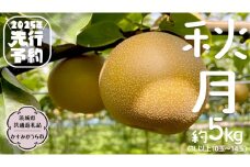 【2025年9月中旬発送開始 】 秋月 梨 約 5kg 10玉～14玉 （ 茨城県共通返礼品 ／ かすみがうら市 ） なし 鈴木農園 産地直送 フルーツ 甘い 直送 茨城 限定  [ED004sa]
