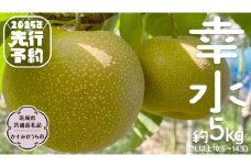 【2025年8月中旬から発送開始】幸水 梨 約 5kg 10玉～14玉 【 茨城県共通返礼品 ／ かすみがうら市 】 なし 鈴木農園 産地直送 フルーツ 甘い 直送 茨城 限定 [ED003sa]