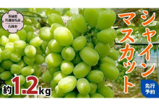 【2024年 先行予約】シャインマスカット 約 1.2kg（ 茨城県共通返礼品 石岡市 ） 2024年9月上旬発送開始 自宅用 マスカット フルーツ 果物 [DC013sa]