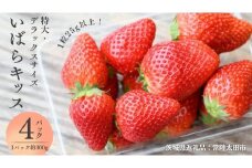 【 2026年 先行予約 】 いばらキッス ( 約300g × 4パック ) 特大 ・ デラックスサイズ （茨城県共通返礼品／常陸太田市） 茨城県品種 2026年1月から発送開始 フルーツ 苺 イチゴ いちご 新鮮 朝採れ 茨城県 桧山FRUITFARM [DY021sa]