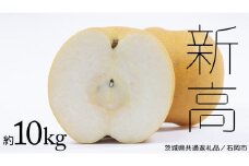 【 2025年9月下旬発送開始 】 新高梨 約 10kg ( 茨城県共通返礼品 / 石岡市 ) 新高 梨 フルーツ 果物 なし ナシ 新鮮 旬 期間限定 甘い 国産 [EY003sa]