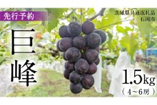 【2025年9月上旬発送開始】 巨峰 1.5kg ( 種あり 4～6房 )( 茨城県共通返礼品 石岡市 ) 数量限定 ぶどう ブドウ 果物 フルーツ 旬 人気 産直 採れたて 新鮮 国産 産地直送 [FB001sa]