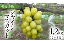【2025年9月上旬発送開始】 シャインマスカット 1.2kg ( 2～3房 ) ( 茨城県共通返礼品 石岡市 ) 数量限定 フルーツ 果物 マスカット ぶどう 葡萄 ブドウ 旬 国産 産地直送 [FB006sa]