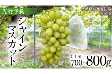 【2025年9月上旬発送開始】 シャインマスカット 700g ～ 800g ( 1房 )( 茨城県共通返礼品 石岡市 ) 数量限定 フルーツ 果物 マスカット ぶどう 葡萄 ブドウ 旬 国産 産地直送 [FB007sa]