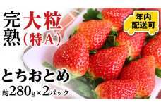 【12/22までの申込で年内にお届け！】 完熟 とちおとめ 約280g×2パック 年内お届け 国産 いちご イチゴ 苺 [BC079sa]