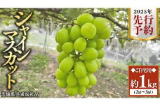 【2025年 先行予約 】シャインマスカット ご自宅用 約 1kg  ( 2房 ～ 3房 ) ( 茨城県共通返礼品 かすみがうら市 ) マスカット 葡萄 ぶどう ブドウ 歯ごたえ 甘み 香り 鈴木農園 [ED005sa]	