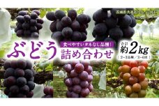 旬 の「 種なし ぶどう 」 詰め合わせ 約 2kg ( 3房 ～ 6房 ) 【茨城県共通返礼品/石岡市】 葡萄 ブドウ 種無し [FB011sa]