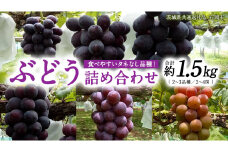 旬 の「種なし ぶどう 詰め合わせ 約 1.5kg ( 2房 ～ 4房 ) 【茨城県共通返礼品/石岡市】 葡萄 ブドウ 種無し [FB010sa]