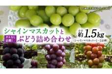 「 シャインマスカット 」と旬の「 種なしぶどう 」 詰め合わせ 約 1.5kg 【茨城県共通返礼品/石岡市】 葡萄 ブドウ 種無し [FB012sa]
