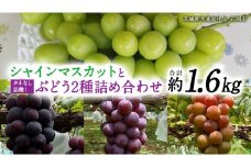 「 クイーンニーナ 」「 シャインマスカット 」「 ピオーネ 」の3色 詰め合わせ ( 種なし ) 約 1.6kg 各 1房 【茨城県共通返礼品/石岡市】 葡萄 ブドウ しっかり 歯ごたえ 甘み [FB013sa]