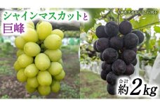 「 シャインマスカット 」と「 巨峰 ( 種あり )」合計 約 2kg 【茨城県共通返礼品/石岡市】 葡萄 ブドウ [FB015sa]