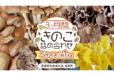 【 ３ヶ月 連続定期便 】 きのこ の 詰め合わせ Sサイズ 約1kg （茨城県共通返礼品 城里町） 定期便 キノコ 舞茸 あわび茸 たもぎ茸 しいたけ ぶなしめじ セット 鍋 炒め物 [CX005sa]	