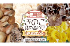 【 ３ヶ月 連続定期便 】 きのこ の 詰め合わせ Lサイズ 約2kg （茨城県共通返礼品 城里町） 定期便 キノコ 舞茸 あわび茸 たもぎ茸 しいたけ 花びら茸 セット 鍋 炒め物 [CX007sa]