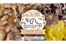 【 全３回 隔月定期便 】 きのこ の 詰め合わせ Sサイズ 約1kg （茨城県共通返礼品 城里町） 定期便 キノコ 舞茸 あわび茸 たもぎ茸 しいたけ ぶなしめじ セット 鍋 炒め物 [CX008sa]