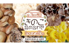 【 全３回 隔月定期便 】 きのこ の 詰め合わせ Lサイズ 約2kg （茨城県共通返礼品 城里町） 定期便 キノコ 舞茸 あわび茸 たもぎ茸 しいたけ 花びら茸 セット 鍋 炒め物 [CX010sa]