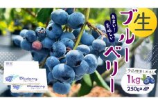 【2025年6月下旬から発送開始】 茨城県産 生 ブルーベリー 合計 1kg (250g×4P) 多品種 果実 果物 くだもの フルーツ おやつ ブルーベリー ベリー ジャム 小分け[DZ002sa]