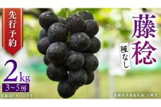【 2025年9月上旬発送開始 】 種なし 藤稔 約2kg (茨城県共通返礼品 石岡市) 開田ぶどう園 産地直送 フルーツ 甘い 直送 茨城 限定 ギフト ぶどう 果物 [DO011sa]