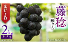 【 2025年9月上旬発送開始 】 種なし 藤稔 約2kg (茨城県共通返礼品 石岡市) 開田ぶどう園 産地直送 フルーツ 甘い 直送 茨城 限定 ギフト ぶどう 果物 [DO011sa]