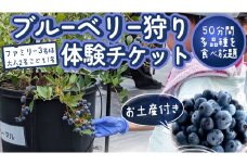 【寄附受付は2025年7月29日まで】 ブルーベリー狩り 体験チケット 《ファミリー３名様プラン お土産付き》 ブルーベリー ベリー 食べ比べ 食べ放題 収穫 収穫体験 体験 チケット 招待券 レジャー 観光 旅行 ファミリー ふれあい お土産 おみやげ 持ち帰り テイクアウト 多品種 果実 果物 くだもの フルーツ 自然体験 農業体験 茨城県 桜川市 [DZ009sa]