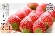 【定期便 全3回】厳選いちご 2パック×3回 2026年3月～5月お届け（茨城県共通返礼品／常陸太田市） 2026年3月発送開始 フルーツ 苺 イチゴ いちご 新鮮 朝採れ 茨城県 桧山FRUITFARM [DY024sa]