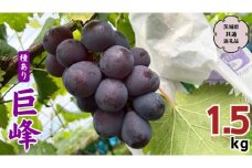 巨峰 1.5kg ( 種あり ) ( 茨城県共通返礼品 石岡市 ) ぶどう ブドウ フルーツ 果物 [DC007sa]	