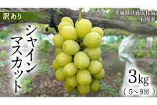 【訳あり】シャインマスカット 約3kg (茨城県共通返礼品 / 石岡市) ご家庭用 数量限定 フルーツ 果物 マスカット ぶどう 葡萄 ブドウ 旬 国産 産地直送 [FB017sa]