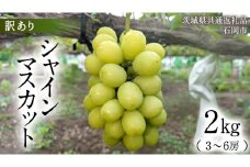 【訳あり】シャインマスカット 約2kg (茨城県共通返礼品 / 石岡市) ご家庭用 数量限定 フルーツ 果物 マスカット ぶどう 葡萄 ブドウ 旬 国産 産地直送 [FB016sa]
