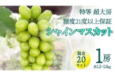 特等 超大房 シャインマスカット（ 約1.2～1.5kg ／ 糖度21度以上保証 ） 【限定20セット】 桜川市産 弓削ぶどう園 ぶどう 葡萄 果物 フルーツ 産地直送 数量限定 [AC006sa]