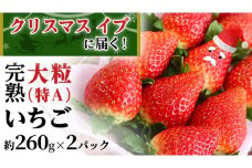 クリスマス イブ （ 12月24日 ）に 届く！ 完熟 いちご 2パック！ （1P 約 260g ） 数量限定 完熟いちご やよいひめ かおり野 とちおとめ 国産 いちご イチゴ 苺 旬のいちご 贈り物 果物 フルーツ 茨城県産 KEK [BC071sa]