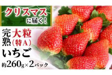 クリスマス （12月25日）に 届く！ 完熟 いちご 2パック！ （1P 約 260g ） 数量限定 完熟いちご かおり野 とちおとめ やよいひめ 国産 いちご イチゴ 苺 旬のいちご 贈り物 果物 フルーツ 茨城県産 KEK [BC072sa]