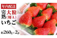 【12/17までの申込で年内にお届け！】 完熟いちご 約260g×2パック 品種おまかせ 年内お届け 国産 いちご イチゴ 苺 [BC089sa]