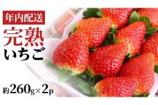 【12/17までの申込で年内にお届け！】 完熟いちご 約260g×2パック 品種おまかせ 年内お届け 国産 いちご イチゴ 苺 [BC089sa]
