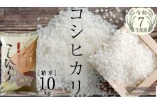 【令和7年産】  コシヒカリ 精米 10kg ( 10kg × 1袋 ) (茨城県共通返礼品 かすみがうら市産) 新米 米 ごはん もっちり 甘い コメ お米 白米 銘柄米 [EX002sa]