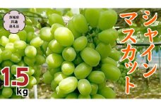 【2025年9月上旬から発送開始 】 シャインマスカット 1.5kg ( 茨城県共通返礼品 石岡市 ) 自宅用 マスカット フルーツ 果物 [DC009sa]