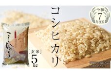 ＼ 2月出荷 ／【令和7年産】コシヒカリ 玄米5kg（5kg×1袋）（茨城県共通返礼品 かすみがうら市産） [EX011sa-02]