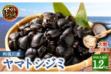 BN-5 神栖の黒宝　漁業者からお届け！利根川産 ヤマトシジミ 1.2kg 貝 しじみ シジミ 蜆 砂抜き
