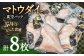 マトウダイ 8枚セット
