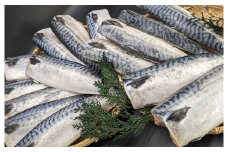 プロ食材 サバフィーレ 3kg 無塩 無塩鯖 さば サバ 鯖フィーレ 焼魚 煮魚 揚げ 料理 さかな
