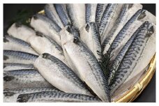 プロ食材 サバフィーレ 5kg 無塩 無塩鯖 さば サバ 鯖フィーレ 焼魚 煮魚 揚げ 料理 さかな