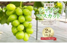 贈答用 シャインマスカット 2房 合計約1.2kg ぶどう 葡萄 フルーツ 果物 くだもの 【2024年8月下旬より順次発送】