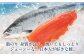 【 訳あり 】【 3ヶ月 定期便 】厚切り 銀鮭切身 約 1.8kg ×3回 合計約5.4kg